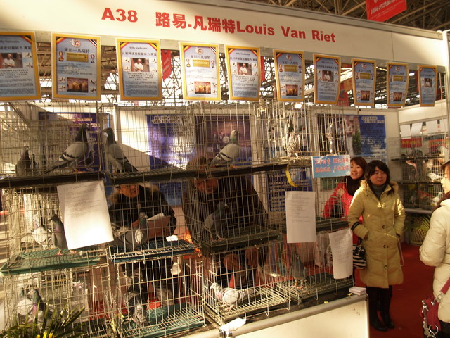 最新信鸽展，友情与陪伴的温馨故事展