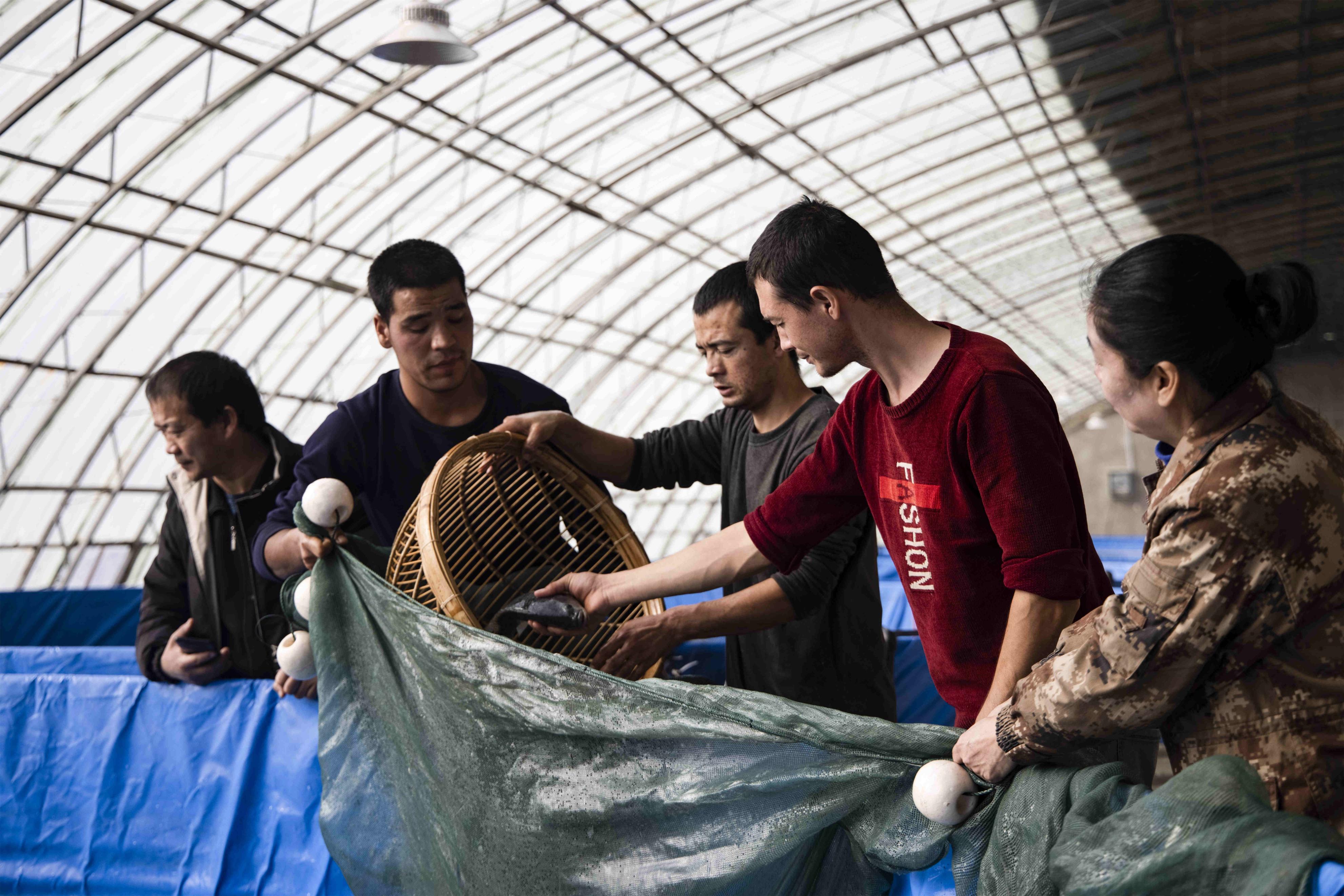 海南罗非鱼最新价格揭秘，小巷深处的鱼鲜秘境探索