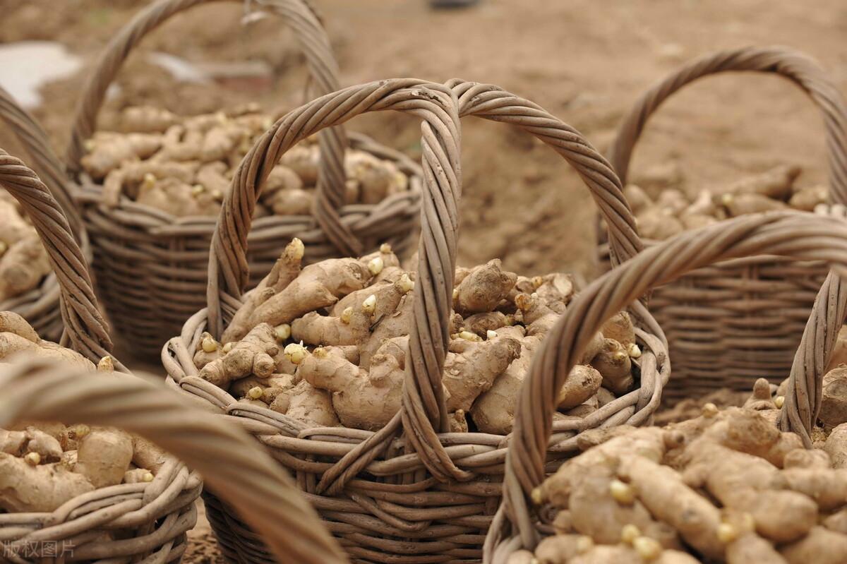 生姜最新价格及小巷深处的独特风味揭秘