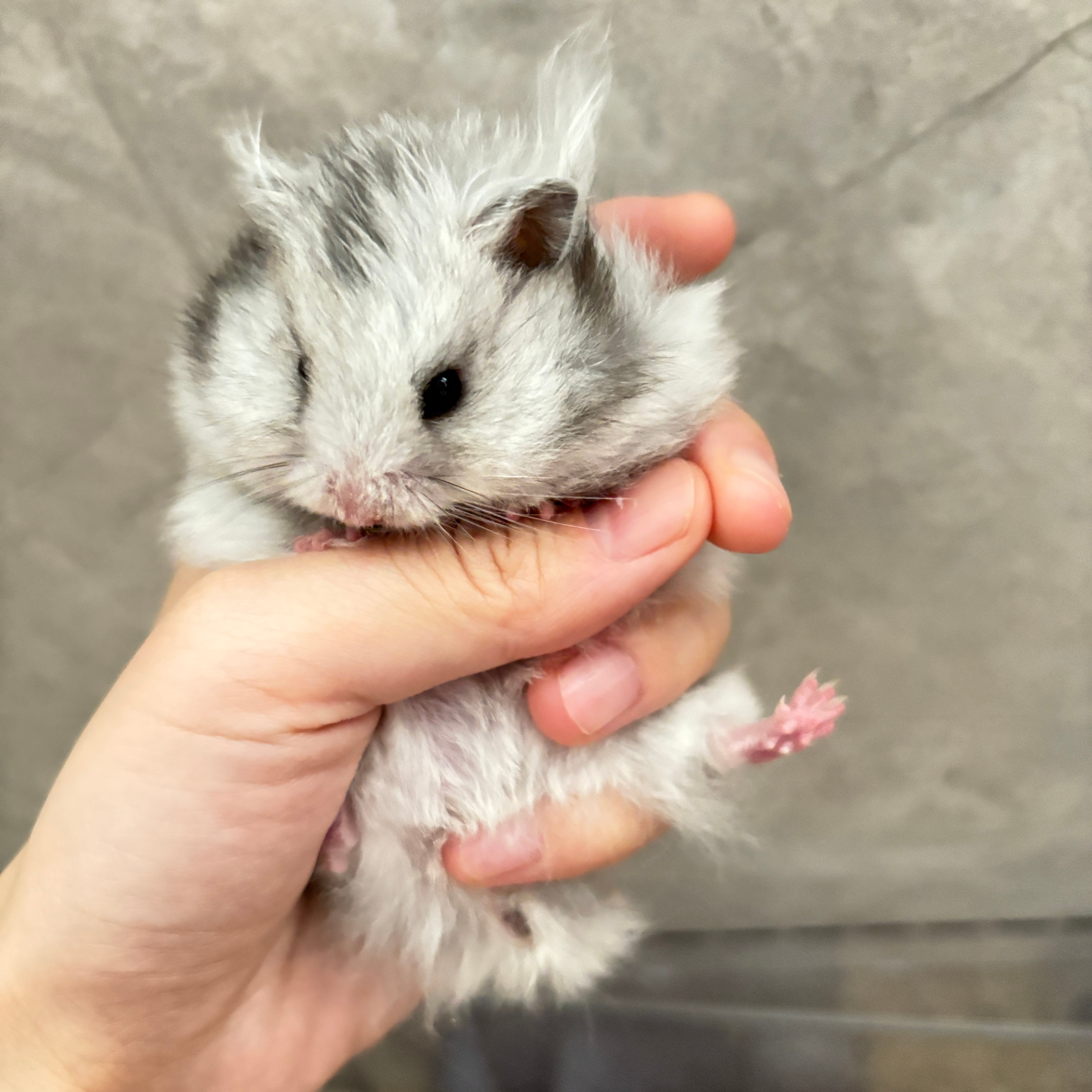 各类运输车辆 第307页