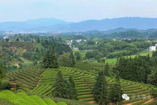 时代背景下的园林产业革新，最新园产片一览