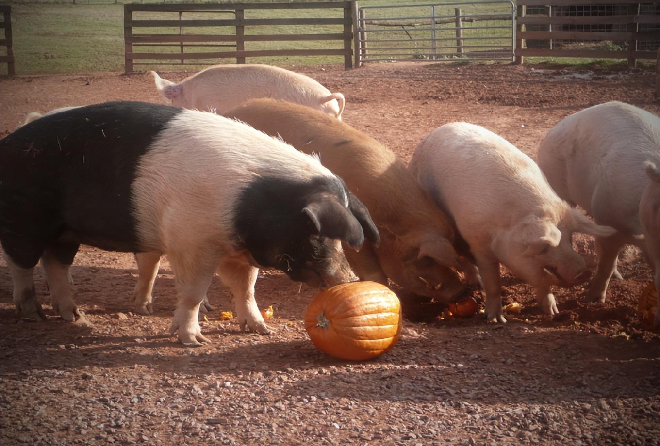 最新生猪价格行情重庆,最新生猪价格行情重庆，变化中的机遇与自我超越的旅程