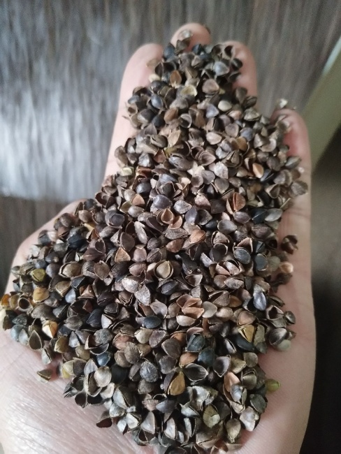 荞麦最新价格概览，市场走势及选购指南