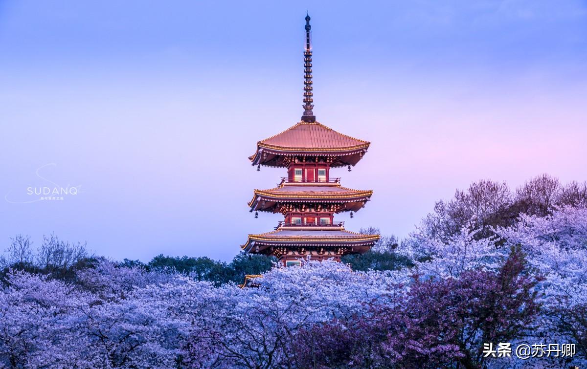 日本的疫情最新,变化中的挑战与希望之光