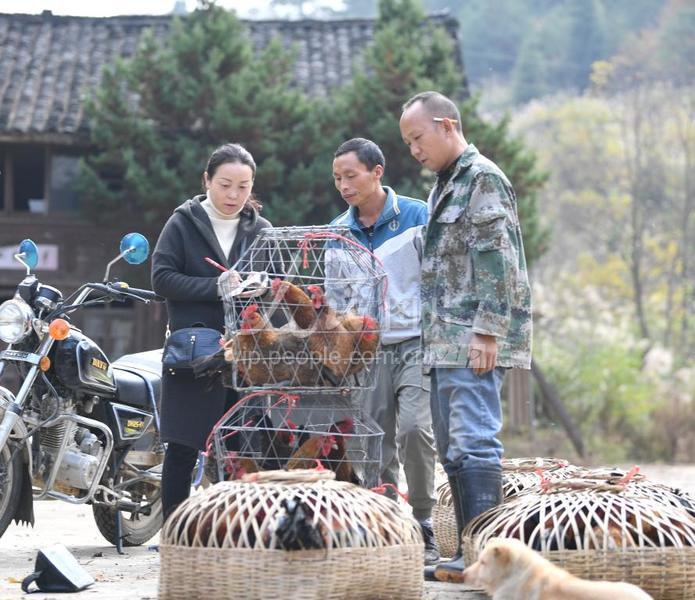 贵州肉鸡价格行情详解,如何了解与掌握肉鸡价格走势