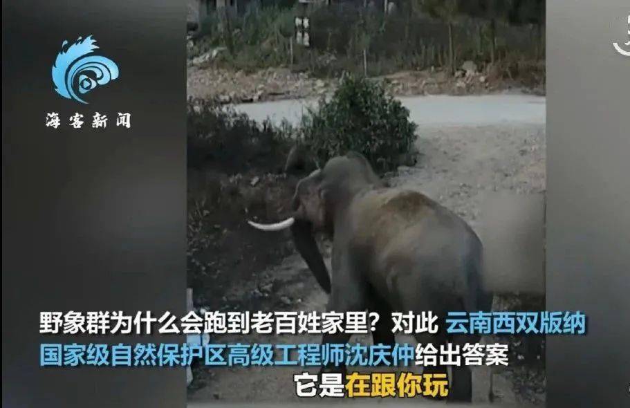 牛、猴、猪、兔:2025年澳门正版免费资本车或2025新澳正版免费资科-协同解答、解释与落实,品质解读、解释与落实