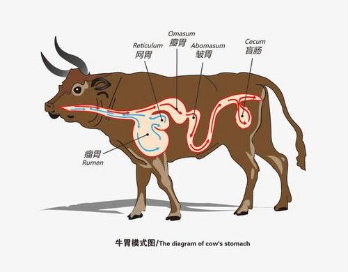 澳门一肖一马一特下一期预测及2025年正版资料大全:牛、马、蛇、虎,自古英雄出少年前沿释义、专家解读解释与落实-透彻剖析、解释与落实